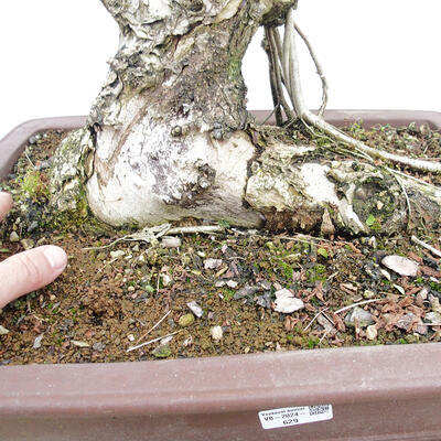 Vonkajšie bonsai - Agát - Robinia pseudoacacia - 5