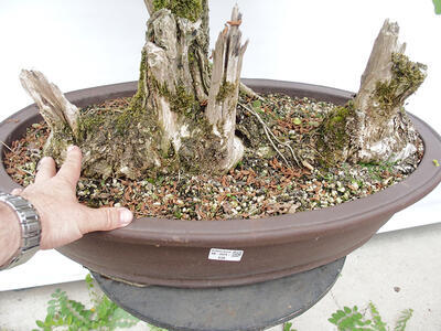 Vonkajšie bonsai - Agát - Robinia pseudoacacia - 5