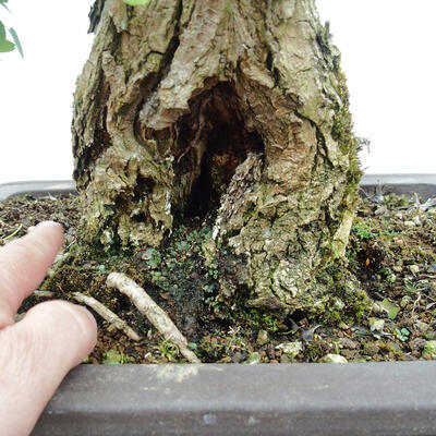 Vonkajšie bonsai - Agát - Robinia pseudoacacia - 5