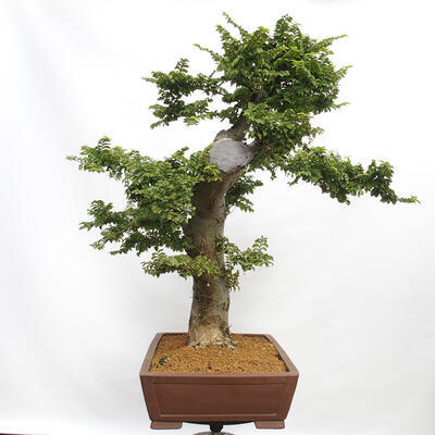 Vonkajší bonsai - Ulmus Elegantissima Jack. Hillier-Jílm elegantný - 5