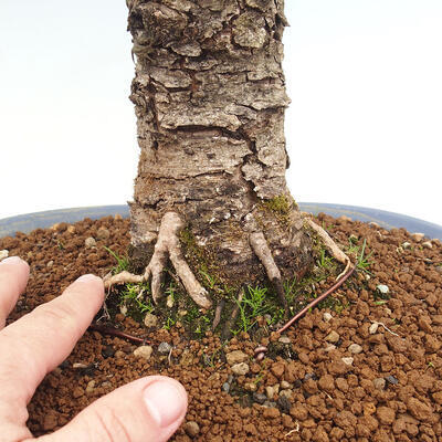 Vonkajší bonsai -Larix decidua - Smrekovec opadavý - 5