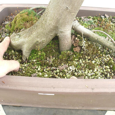 Vonkajší bonsai - Hrab obyčajný - Carpinus betulus - 5