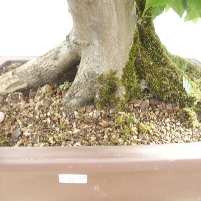 Vonkajší bonsai - Hrab obyčajný - Carpinus betulus - 5