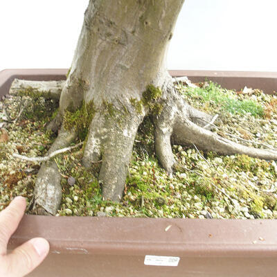 Vonkajší bonsai - Hrab obyčajný - Carpinus betulus - 5