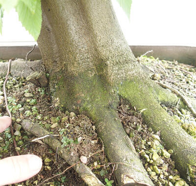 Vonkajší bonsai - Hrab obyčajný - Carpinus betulus - 5