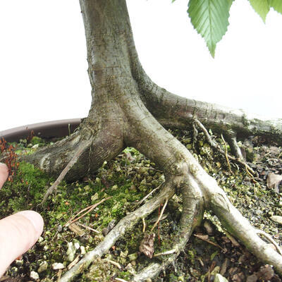 Vonkajší bonsai - Hrab obyčajný - Carpinus betulus - 5