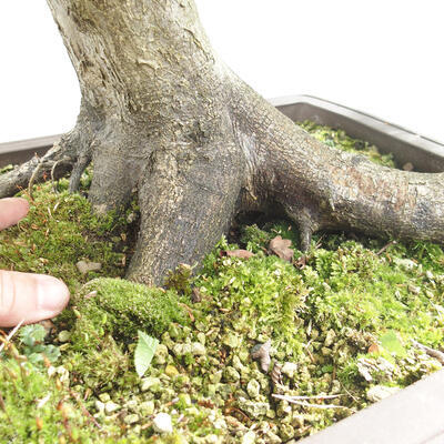 Vonkajší bonsai - Hrab obyčajný - Carpinus betulus - 5