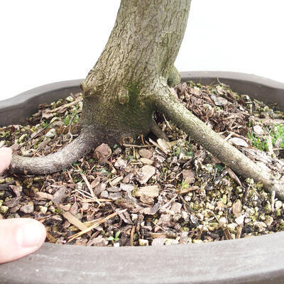 Vonkajší bonsai - Hrab obyčajný - Carpinus betulus - 5