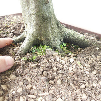 Vonkajší bonsai - Hrab obyčajný - Carpinus betulus - 5