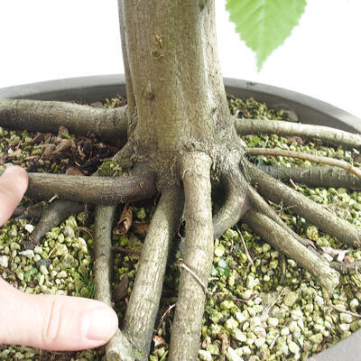 Vonkajší bonsai - Hrab obyčajný - Carpinus betulus - 5