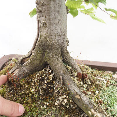 Vonkajší bonsai - Hrab obyčajný - Carpinus betulus - 5