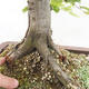 Vonkajší bonsai - Hrab obyčajný - Carpinus betulus - 5/5