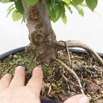 Vonkajší bonsai - Hrab obyčajný - Carpinus betulus - 5