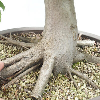 Vonkajší bonsai - Hrab obyčajný - Carpinus betulus - 5