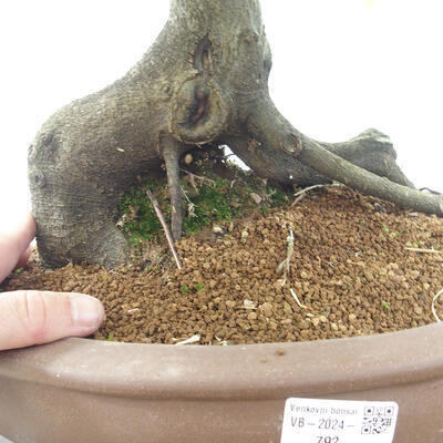 Vonkajší bonsai - Hrab obyčajný - Carpinus betulus - 5