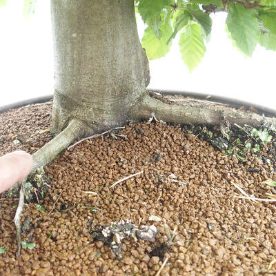 Vonkajší bonsai - Hrab obyčajný - Carpinus betulus - 5