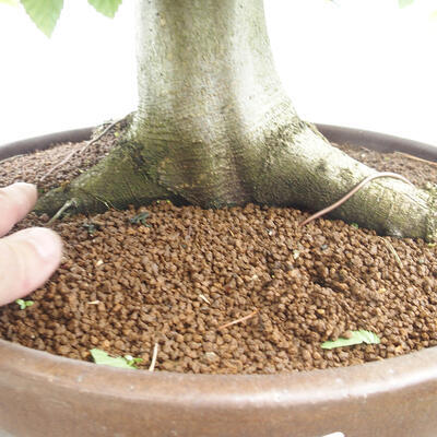 Vonkajší bonsai - Hrab obyčajný - Carpinus betulus - 5