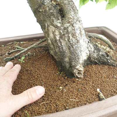 Vonkajší bonsai - Hrab obyčajný - Carpinus betulus - 5