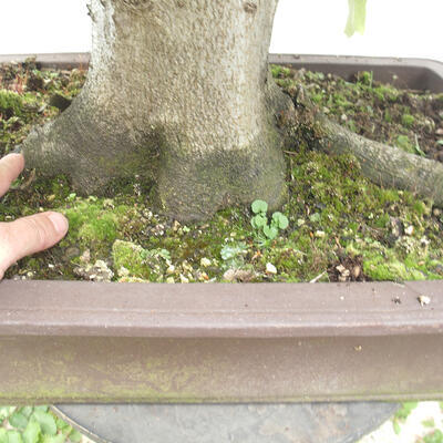 Vonkajší bonsai - Fagus sylvatica - Buk lesný - 5