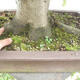 Vonkajší bonsai - Fagus sylvatica - Buk lesný - 5/5