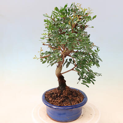 Izbová bonsai - Pistácie - 5