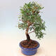 Izbová bonsai - Pistácie - 5/5