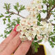 Vonkajší bonsai - Hloh - Crataegus monogyna - 5/6