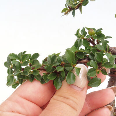 Vonkajší bonsai-Cotoneaster horizontalis - Skalník - 5