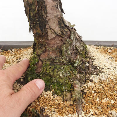 Vonkajšie bonsai - Pinus thunbergii - Borovica thunbergova - 5