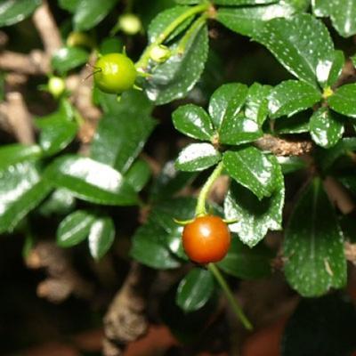 Izbová bonsai - Carmona macrophylla - Čaj fuki - 5