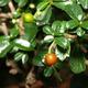 Pokojová bonsai - Carmona macrophylla - Čaj fuki PB2191438 - 4/5