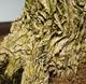 Izbová bonsai - Buxus harlandii -korkový buxus - 5/6