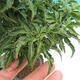 Vonkajší bonsai -Javor dlaňovitolistý Acer palmatum Shishigashira - 5/6