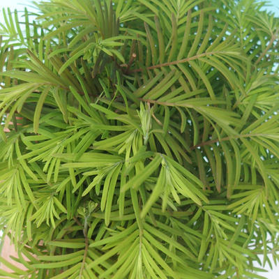 Vonkajšie bonsai - Metasequoia glyptostroboides - Metasekvoja čínska - 5