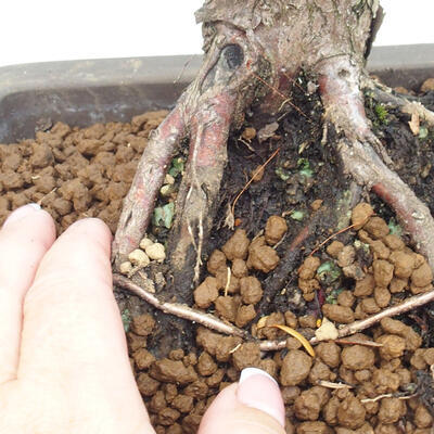 Vonkajší bonsai - Taxus cuspidata - Tis japonský - 6