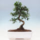 Izbová bonsai - Carmona macrophylla - Čaj fuki - 6/7