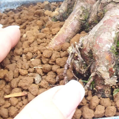 Vonkajší bonsai - Taxus cuspidata - Tis japonský - 6