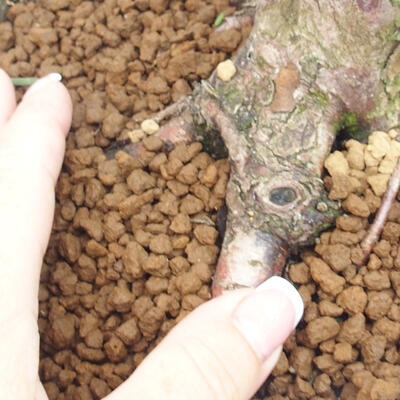 Vonkajší bonsai - Taxus cuspidata - Tis japonský - 6