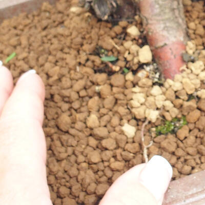 Vonkajší bonsai - Taxus cuspidata - Tis japonský - 6