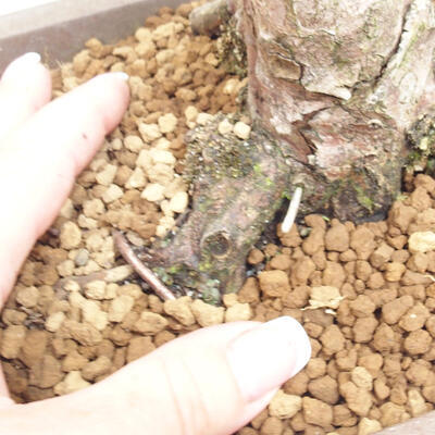 Vonkajší bonsai - Taxus cuspidata - Tis japonský - 6