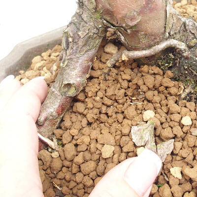 Vonkajší bonsai - Taxus cuspidata - Tis japonský - 6