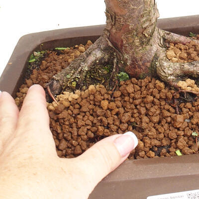 Vonkajší bonsai - Taxus cuspidata - Tis japonský - 6