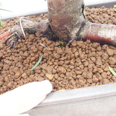 Vonkajší bonsai - Taxus cuspidata - Tis japonský - 6