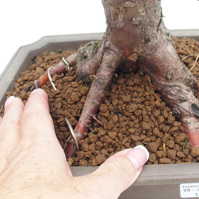 Vonkajší bonsai - Taxus cuspidata - Tis japonský - 6