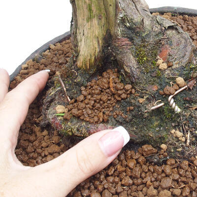 Vonkajší bonsai - Taxus cuspidata - Tis japonský - 6