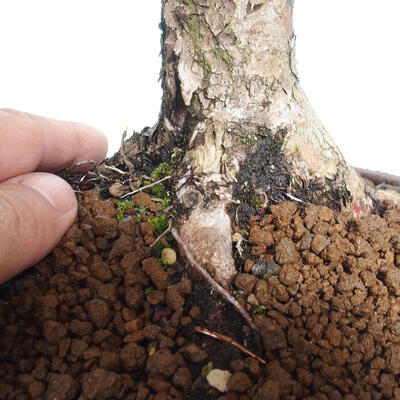 Vonkajší bonsai - Taxus cuspidata - Tis japonský - 6