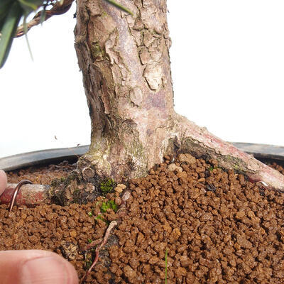 Vonkajší bonsai - Taxus cuspidata - Tis japonský - 6