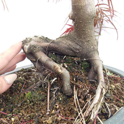 Vonkajší bonsai - Javor dlanitolistý - Acer palmatum RED PYGMY - 6