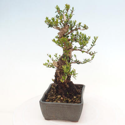 Izbová bonsai - Myrtus communis - Myrta obyčajná - 6