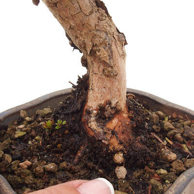 Izbová bonsai - Myrtus communis - Myrta obyčajná - 6